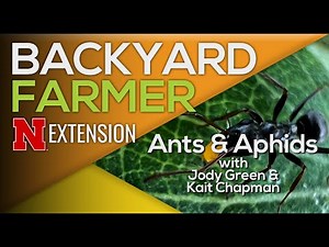Ants Farming Aphids: What It Means for Your Plants