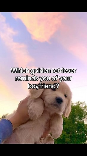 Adorably Cute Animals | Explore the heartwarming world of golden retrievers as we ponder the question: “Which golden retriever reminds you of your boyfriend?” In... | Instagram