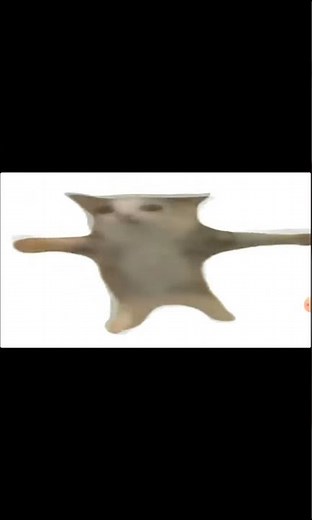 Happy Happy Happy Cat Meme