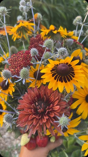 34K views · 7K reactions | Summer beauty. ✨ Firefly Red Pop Yarrow, various varieties of Rudbeckia, Steel Blue Eryngium (which I think is a little stinky 﫢, but SO gorgeous), & a couple juicy strawberries for good measure.  | Garden Answer | Facebook