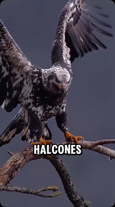 4 cosas que la mayoría de gente no sabe sobre los halcones #halcon #hawk | Descubrimientoanimal