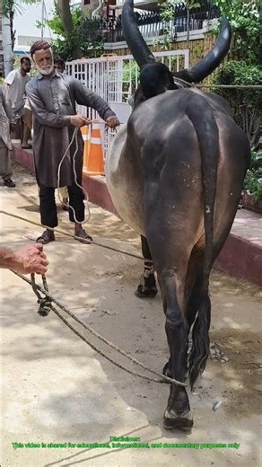 Karachi Mandi Ka Shandar Bull 🐂😱 | Qurbani Special