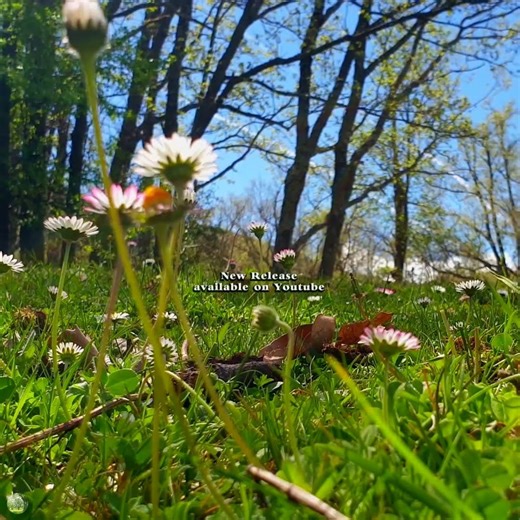 💛🌼 Fresh Spring Morning Vibrations 💛 Begin Your Day with the Positive Energy of Spring in the Forest