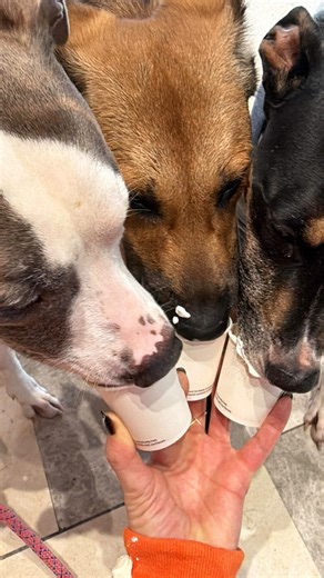 Adena on Instagram: "Beware the dinosaurs!! Rawrrr Missing foster Maddox and Chloe playtime. But lord is the house quieter! While it’s always hard to watch a foster move on, it’s just a reminder that we’ve given them a great foundation for their new furever home. Remember, fostering saves lives!!"