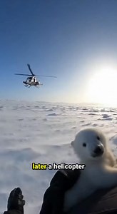A man rescues a white bear cub from an eagle’s attack ! #animals | Animal Lovers