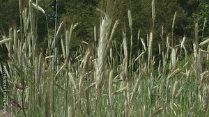 ear of corn (rye) secale cereale - close up. Rye grain is used for flour, rye bread, rye beer, whiskey, vodka and animal fodder.