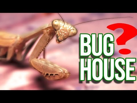 DIY BUG HOUSE — Give your emotional support bug the home it deserves!