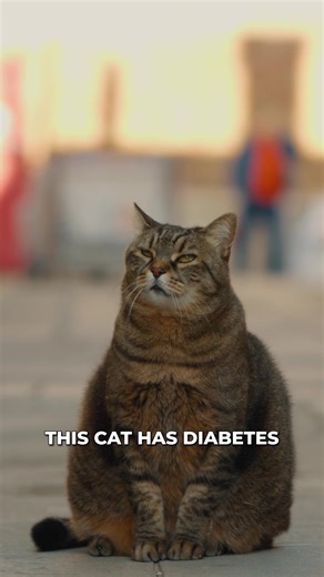 Is Your Cat Diabetic… or Just Stressed? 🐱⚠️ Did you know stress alone can cause a cat’s blood sugar to spike? In this reel, Prof Patty Lathan explains a surprising truth about feline health. When cats are stressed, for example during a vet visit or unfamiliar environment, their blood glucose levels can temporarily rise. This can sometimes make it look like diabetes, when it may actually be something called stress hyperglycaemia. That’s why veterinarians don’t rely on a single test. Instead, the