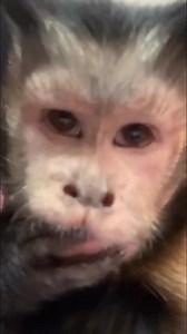 9.2K views · 791 reactions | Princess Capuchin Monkey being super cute #monkey #princess #cute #pets | MonkeyBoo | Facebook