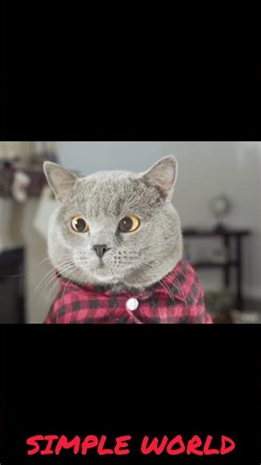 தண்ணிக்குள்ள மாட்டிக்கிட்டா என்ன பண்ணனும் | Cat underwater vs SIMPLE WORLD