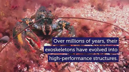 How lobster shells are teaching scientists to make stronger concrete