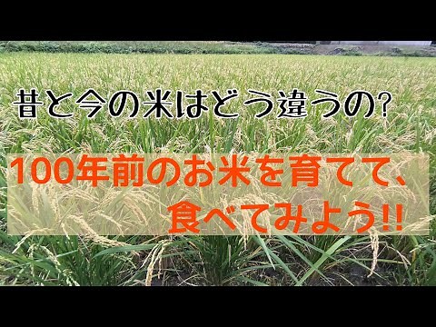 【今昔お米の違い】１００年前のお米を食べよう！！