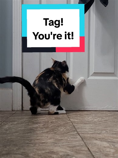 Never could use the bathroom alone.. #cat #play #kitty