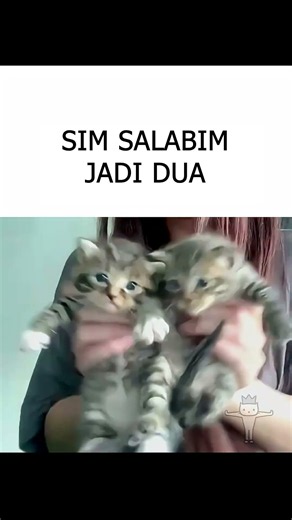 GEMES BANGET ANAK KUCING INI!!