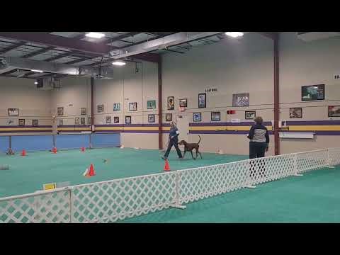 SEVEN: AKC Rally Novice B