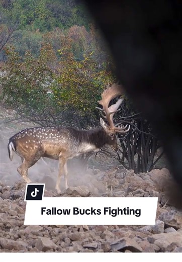 Fallow Bucks Fighting: A Wild Encounter