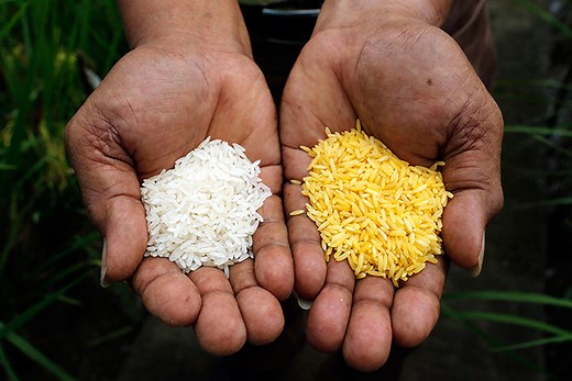 Philippines approves GMO ‘golden rice’ for commercial production