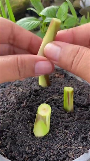 ปักชำตะไคร้ในกระถาง #เกษตรมือใหม่ #diyideas #พืชผักสวนครัว #ปลูกผักกินเอง