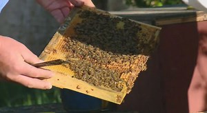 On The Go: Hamilton Apiaries