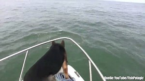 Auf einer Bootsfahrt sieht Schäferhundrüde Maverick das erste mal in seinem Leben Delfine, die vor dem Boot schwimmen. Weil das einfach zu spannend ist, um es einfach nur anzusehen, springt Maverick einfach zu ihnen ins Wasser. | FOCUS online