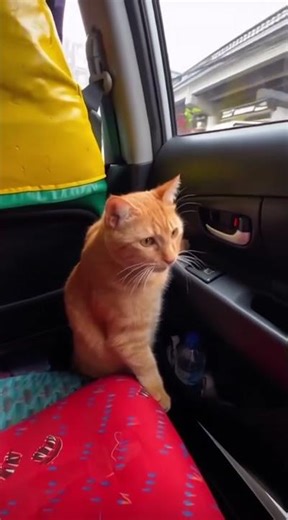 This Cat Almost Got Run Over… Then Did THIS 😳