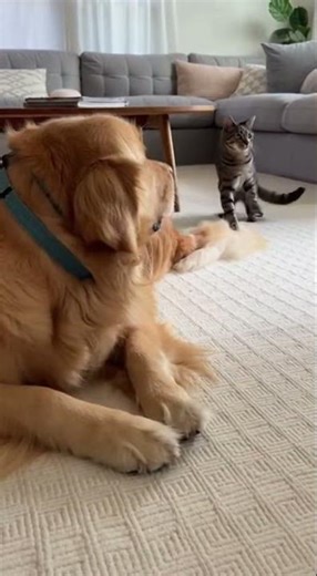 Cat Thought The Dog’s Tail Was A Toy 😂 #FunnyPets #DogVsCat #GoldenRetriever #CatComedy #PetShorts
