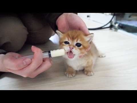 Cute kittens drinking their milk with such enthusiasm that they make little noises…