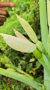 Aku baru tau kalau ternyata bunga keladi berdaun lebar ini mengandung lendir yang bisa di jadikan shampoo ataupun sabun #bungakeladi #keladi #shampoo #sabun | Edy Suranta Ginting