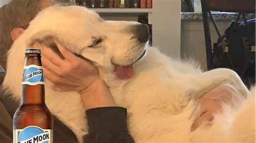 When My Dog Forgets How to Be a Dog Funniest Moments