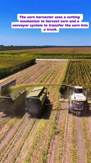 Corn Harvester in Action: Automated Corn Harvesting