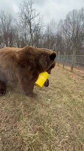 925K views · 18K reactions | This is part one of the bear resistant...