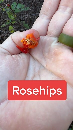 Benefits of Swamp Rose: A Thorny Beauty in Native Habitats