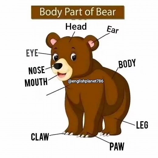 Body part of "Bear", body part of animals,body part of turtle,body part of zebra,body part of rat.