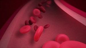 Red Blood Cells Vessel Animation Stock Footage Video (100% Royalty-free) 3702096303 | Shutterstock