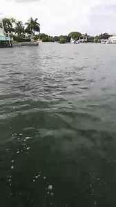 🐬💙 amazing video from my dad’s girlfriend in Florida! | Maggie Kent