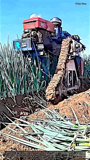노지 대파 수확 시간 단축하는 크롤러형 수확기와 결속 작업 #worker #process #agriculture #machinery #harvesting