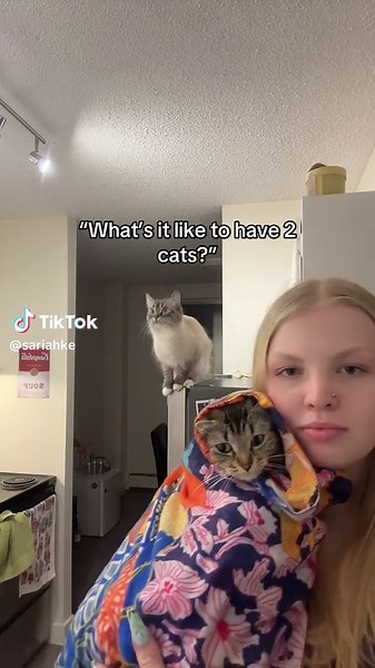 She landed face first into the cabinet too #catsoftiktok #cats #fyp | Cat Of TikTok