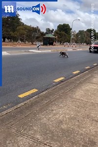 This koala needs to learn how to cross roads more carefully! Via ViralHog | Daily Mail Video