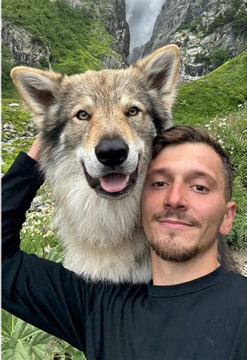 J’attends de voir vos vidéos de toutes vos premières avec vos toutous 🥹🐾 • #puppy #puppylove #puppydog #wolfdog #wolf #wolfpup