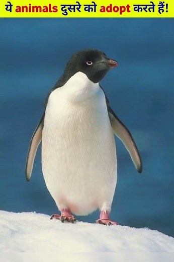 these animals adopt others! #facts