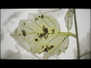 Adepidyn Mode of Action