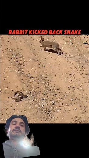 snake vs rabbit #animals #wildliferescue #bigcats #wildlifeentertainment #wildlifeentertainment