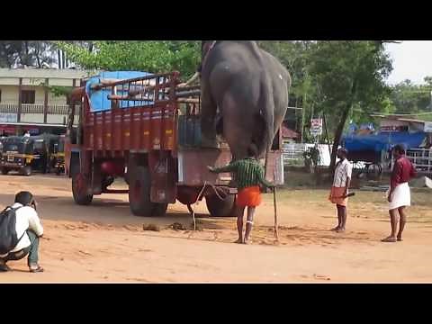 ഒരു വൈറൽ വീഡിയോ | Kerala Elephant Transportation | A Smart Elephant's viral video |