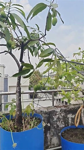 Growing kesar mango on terrace.#mangovarieties #kesarmango #alltimemango
