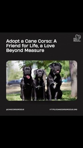 🐾 Adopt a Cane Corso: Your New Best Friend Awaits! 🐾 Looking for a loyal, loving companion? Meet our Cane Corsos—loyal companions with hearts full of love, waiting for their forever homes! 💕 🌟 Ready to Bring Home a Cane Corso? 🌟 Open your heart and home to a Cane Corso in need. Your new best friend is just a visit away! Contact us to learn more about adopting and meet these amazing dogs. Don’t wait—your perfect match might be waiting for you! 🌐 https://canecorsorescue.org/adoption-applicat