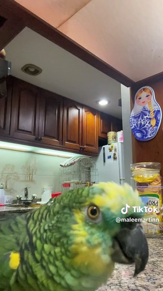 Pepe, el loro que se vuelve viral leyendo