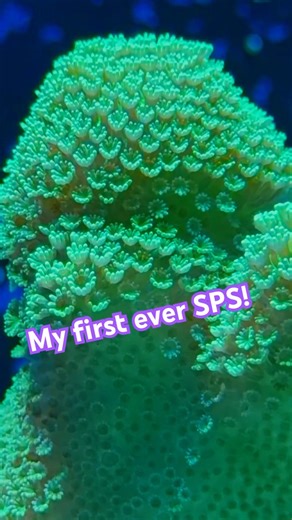 My first ever SPS coral!