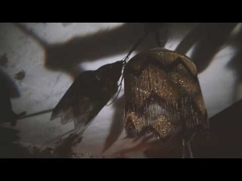 Shadow Band — Endless Night [Official Video]