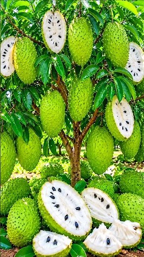 Easy and Fast Methods to Grow and Propagate Soursop Trees #garden #plant #diy