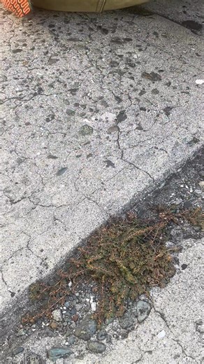 LET ME TELL YOU A STORY ABOUT PROSTRATE SANDMAT! A POWERFUL IMMUNE SUYSTEM BOOSTING HERB BUT PLZ CONSULT A CERTIFIED HEALTH PRACTITIONER BEFORE USE BECAUSE THE MILKY SUBSTANCE CONTAINS SOME TOXICITY… https://www.paypal.com/donate/?hosted_button_id=AK3R7FEYT4JC6 | Ras Bobby Herbal Products